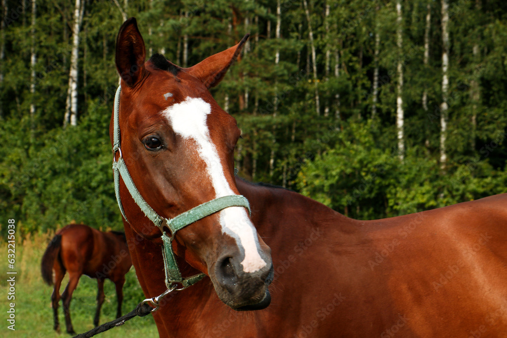 Obraz premium portrait of a thoroughbred horse of a brown color against the backdrop of a forest with a foal in the background
