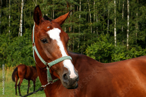 portrait of a thoroughbred horse of a brown color against the backdrop of a forest with a foal in the background