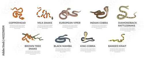 Dangerous poisonous snakes with names collection, vector illustration isolated.