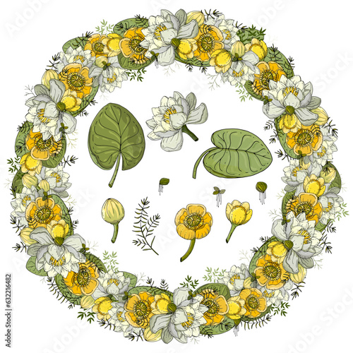 A set of floral elements. Flowers and leaves of white and yellow water lily (nenuphar, spatter-dock, cow lily) and duckweed. Water lily wreath. Hand drawn flowers for invitation, wedding or postcard. 