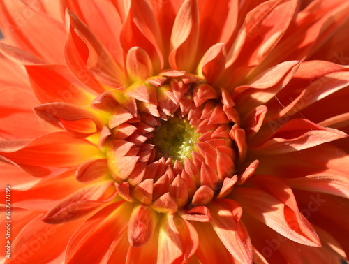 Close-up on orange colored columbine dahlia flower
