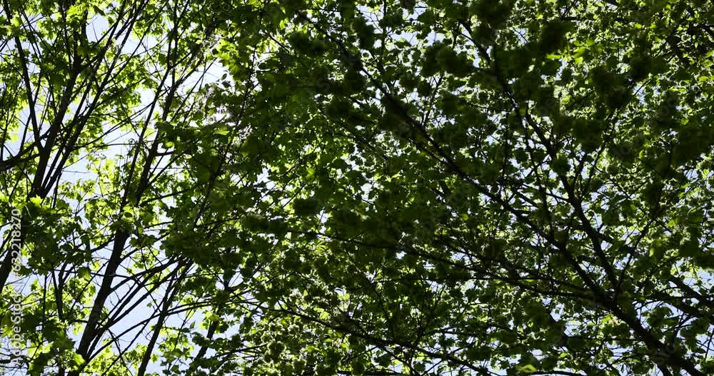 deciduous trees in the spring season in sunny weather, tall trees with green foliage in the spring season deciduous trees in the spring season in sunny weather, tall trees with green foliage in the spring season