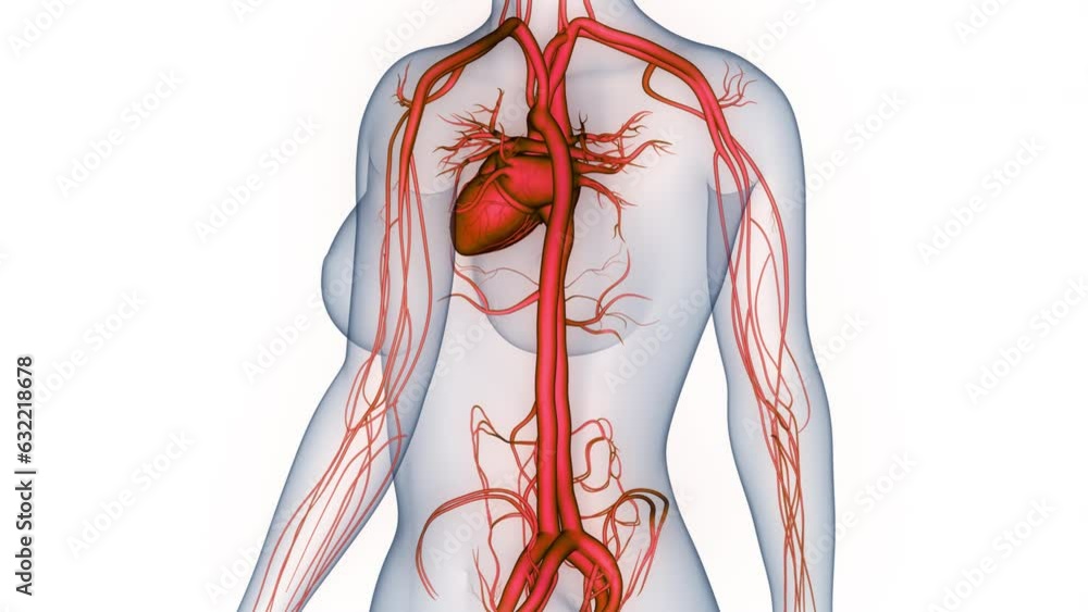 Human Circulatory System Heart Anatomy Animation Concept Stock Video ...