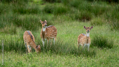 Photography Wildlife at Knowsley Safari Park near Preston in the UK