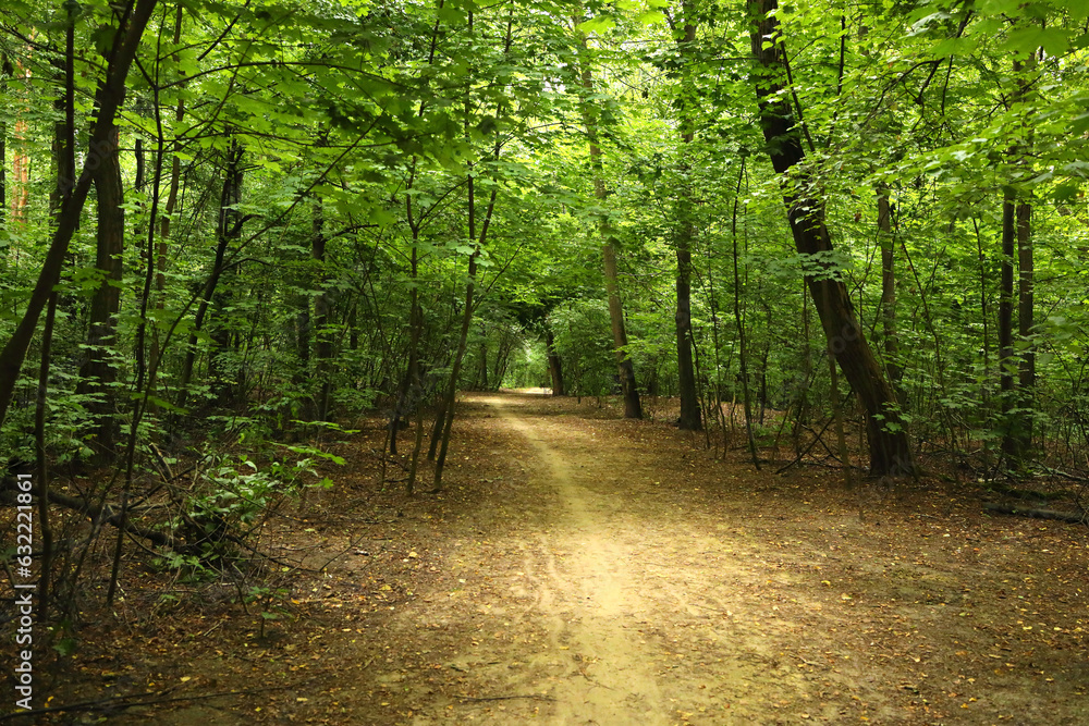 Beautiful view of the forest in the summer Beautiful view of the forest in the summer