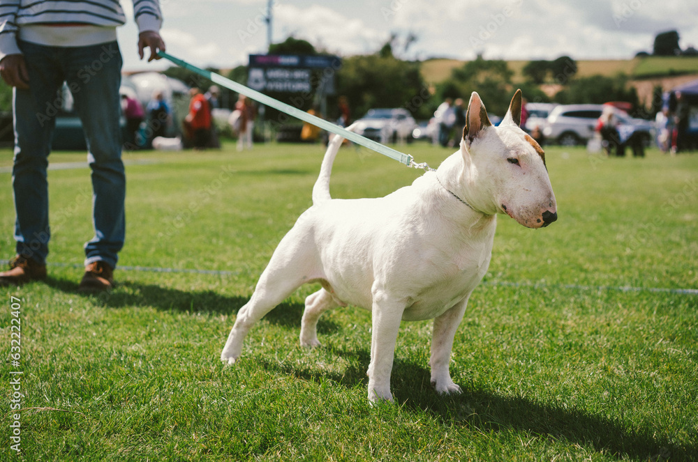 English Bull Terrier at a Dog Show