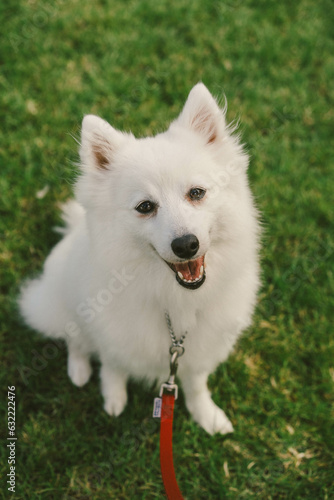 American Eskimo Dog at a Dog Show