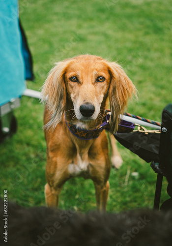 Obraz na płótnie Saluki at a Dog Show