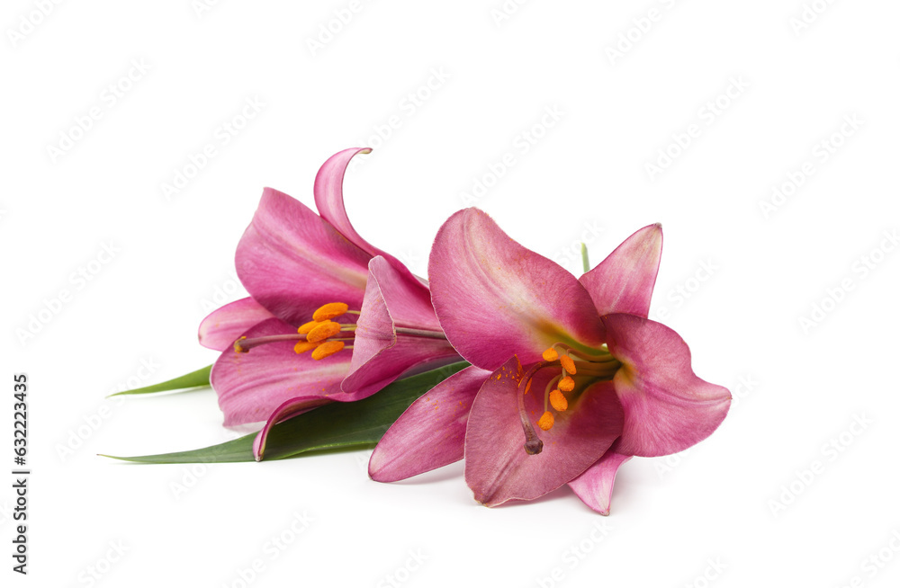 Obraz premium Two beautiful lily.
