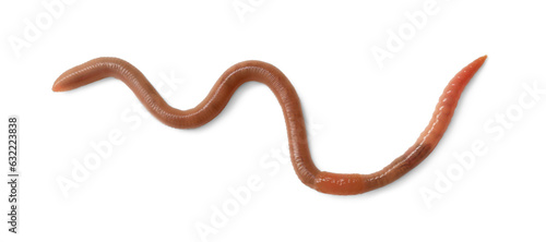 One earthworm isolated on white  top view. Terrestrial invertebrates