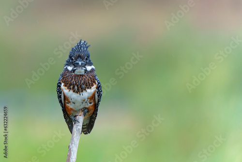 Giant Kingfisher (Megaceryle maxima) sitting before fishing in the Olifants river in Kruger Natioanl Park South Africa   photo