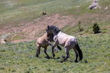 Wild Horse Stallions Fighting in the Pryor Moutnains Montana in Summer