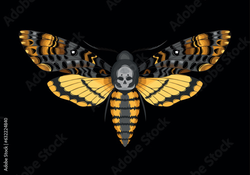 Vector illustration of deaths head hawk moth