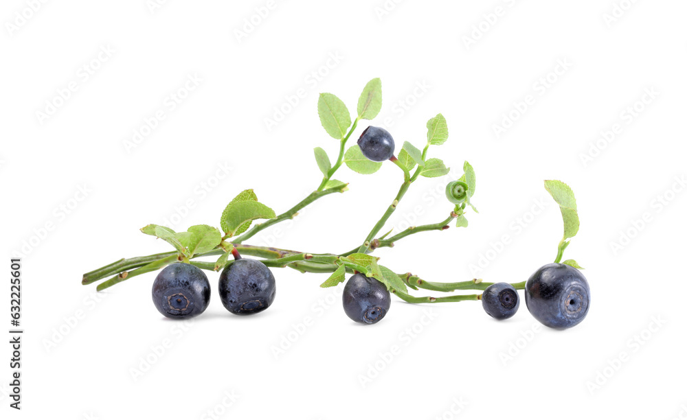 Branch with ripe bilberries and green leaves isolated on white Branch with ripe bilberries and green leaves isolated on white
