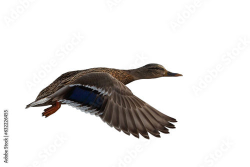 Duck in flight isolated