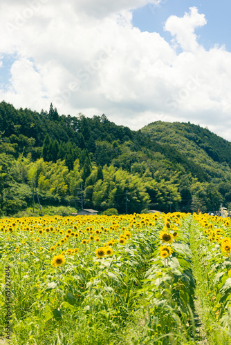 ひまわりの花畑