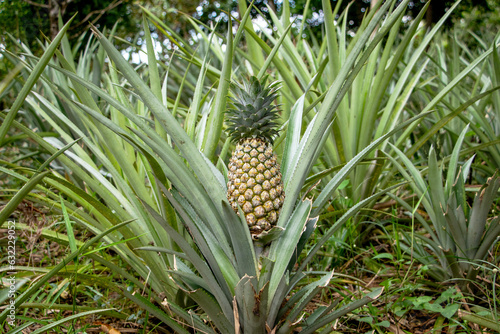 Fresh pineapple fruit on ripe fruit trees, organic farm growing.
