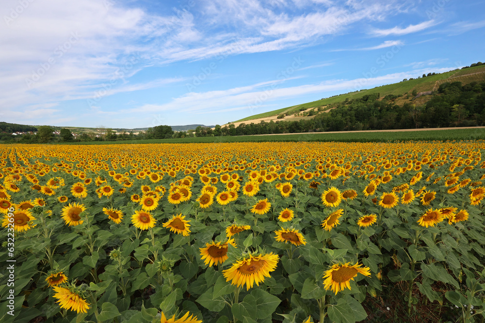 Sunflower field in the valley of the Tauber River, Germany