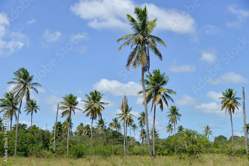 coconut grove, palm trees and blue sky, palm trees against blue sky, palm trees on the background of blue sky, coconut trees, trees