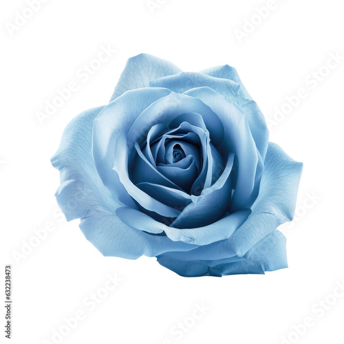 blue rose isolated on white