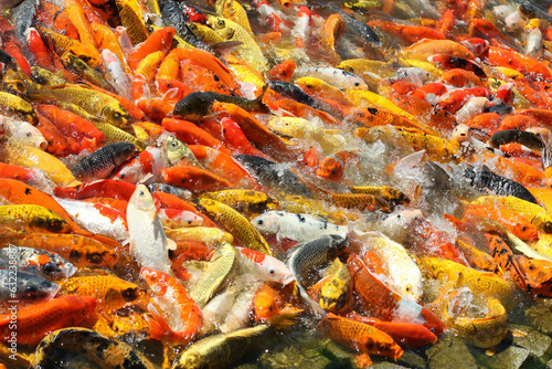 Colorful of Japan Koi fish  fancy carp fish swimming in water garden