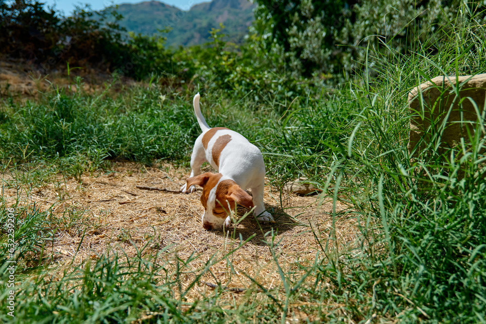 Fototapeta premium Jack Russell terrier puppy playing outdoor. Cute adorable white doggy with funny brown fur stains is sniffing green grass in the garden.