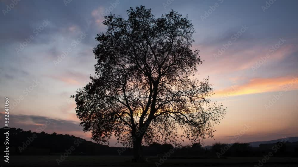 Plane Seed Tree Timelapse 4K Plane Seed Tree Timelapse 4K