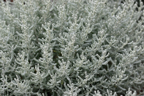 Cotton lavender plant with silver grey foliage