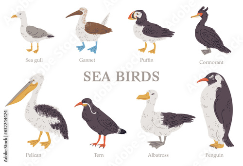 Set of vector illustrations of sea birds with titles in hand drawn design style, isolated on white background