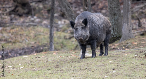 Wild Boar Pig Standoff: Male Boar and Fearless Sow Asserting Dominance in Nature's Arena.  Wildlife Photography. 