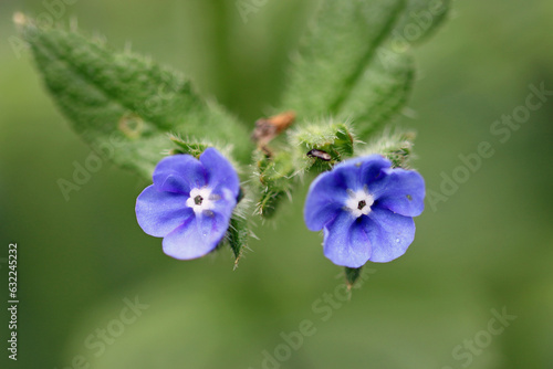 Green alkanet blue flowers in close up photo