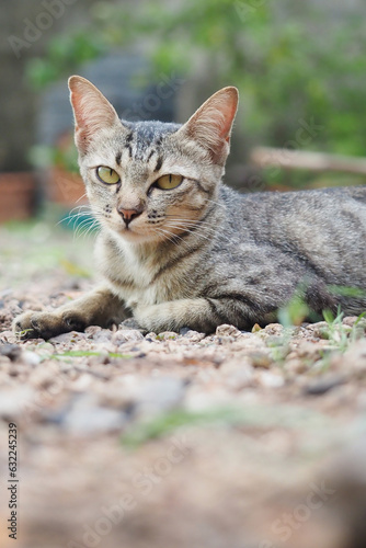 Stray cats living in Thailand
