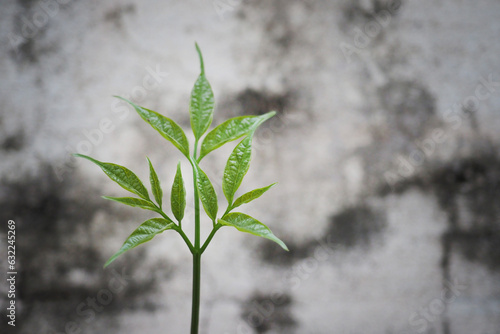 Tree growth is an important goal in life.