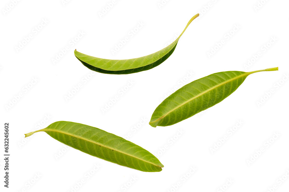 three diffrent anger of fresh mango leaf for decoration three diffrent anger of fresh mango leaf for decoration