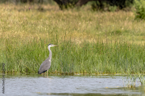 Gray heron (Ardea cinerea) perched on the shore of a pond