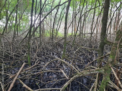 Mangrove in Tobago