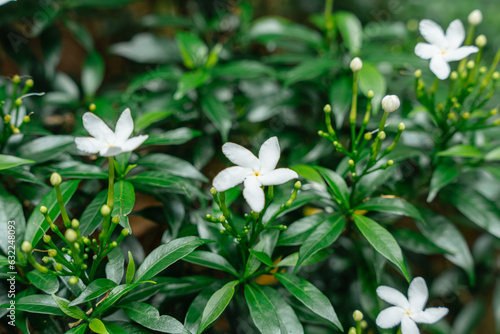 Jasminum sambac (Arabian jasmine or Sambac jasmine) is a species of jasmine native to tropical Asia, from the Indian subcontinent to Southeast Asia. photo