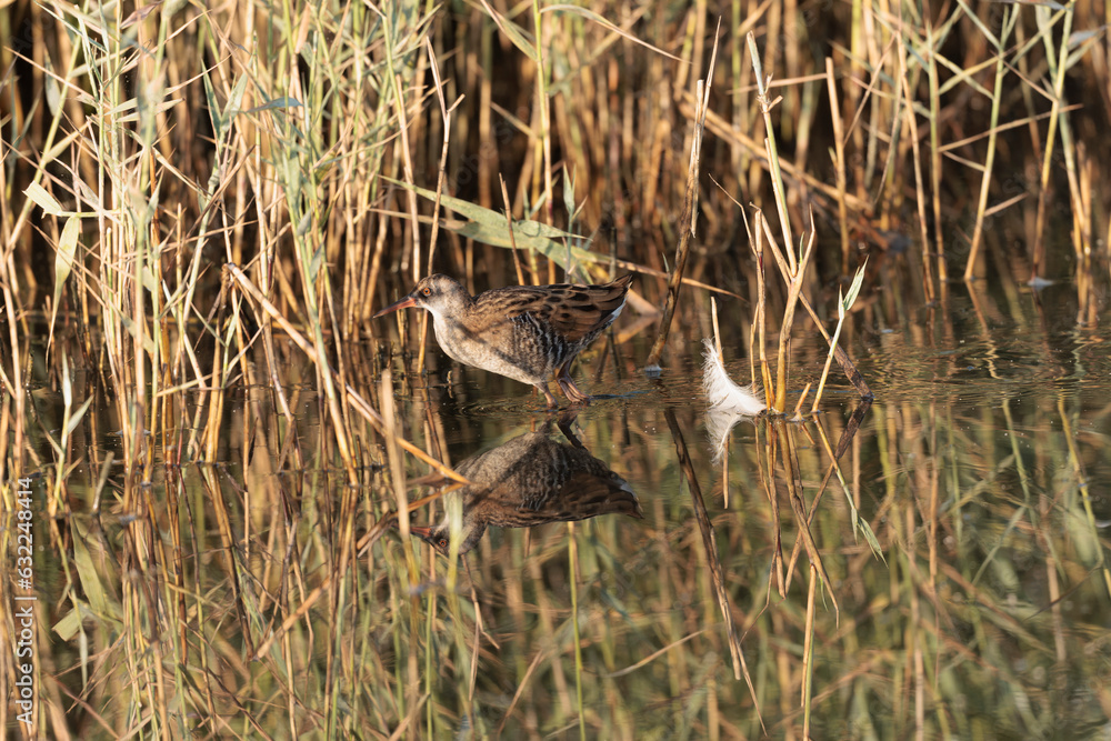 Water Rail Rallus aquaticus wading in a swamp in Brittany, France Water Rail Rallus aquaticus wading in a swamp in Brittany, France