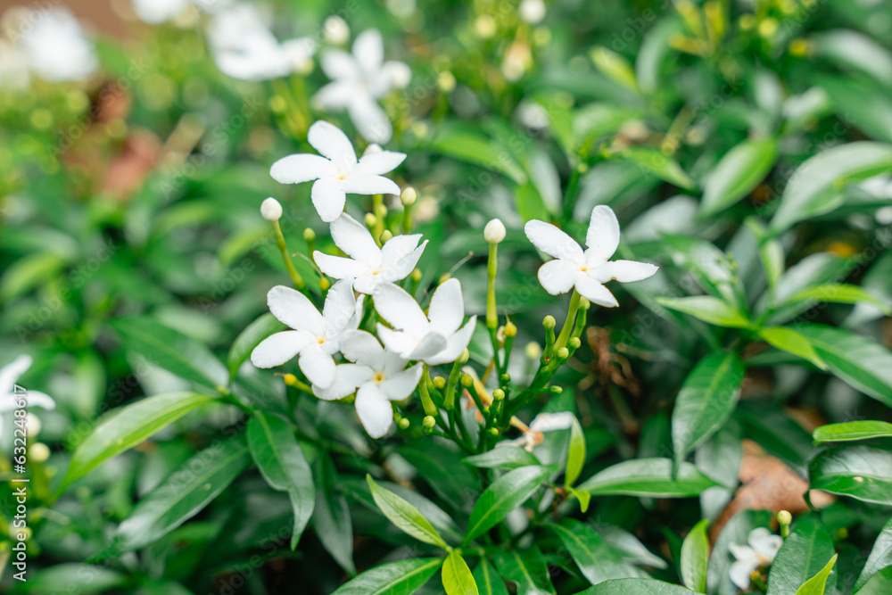 Jasminum sambac (Arabian jasmine or Sambac jasmine) is a species of jasmine native to tropical Asia, from the Indian subcontinent to Southeast Asia. Jasminum sambac (Arabian jasmine or Sambac jasmine) is a species of jasmine native to tropical Asia, from the Indian subcontinent to Southeast Asia.