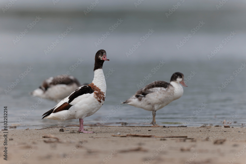 common shelduck Tadorna tadorna in a swamp in Brittany, France common shelduck Tadorna tadorna in a swamp in Brittany, France
