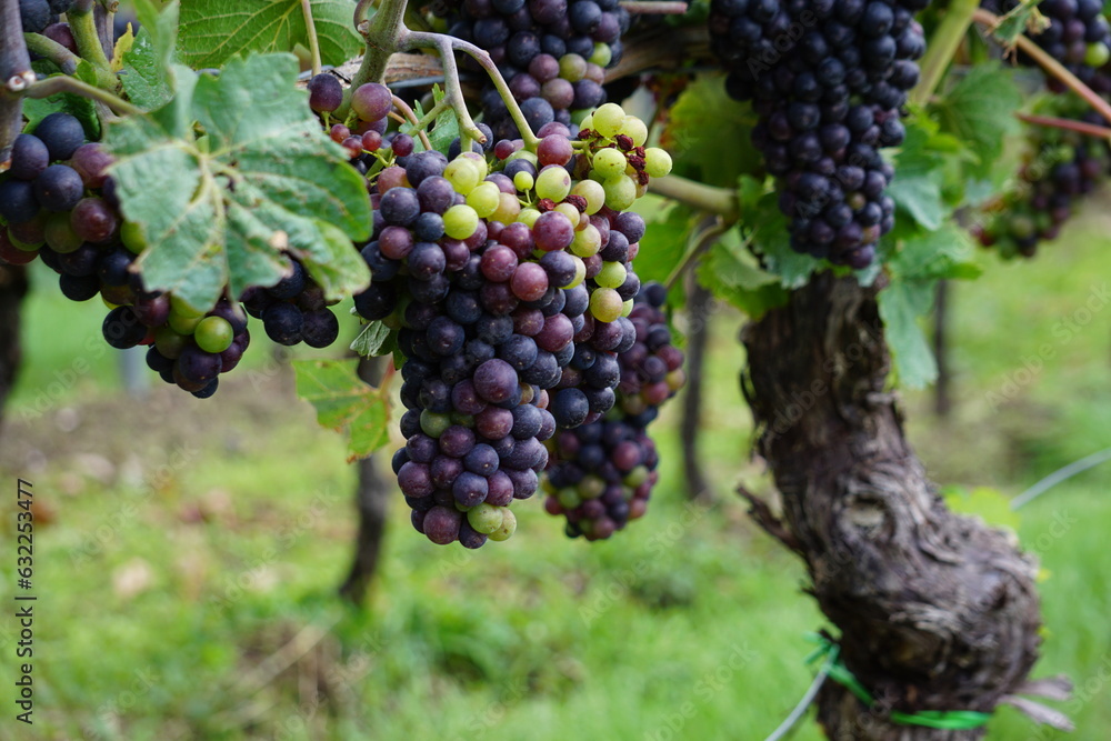 Nahaufnahme Weintrauben Weinreben Weinbeeren Ripsen Weintraube mit Beeren einer roten Rebsorte