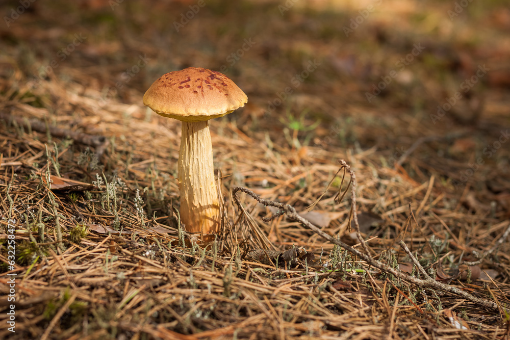Aureoboletus projectellus mushroom grows in a coniferous forest. Small depth of field Aureoboletus projectellus mushroom grows in a coniferous forest. Small depth of field