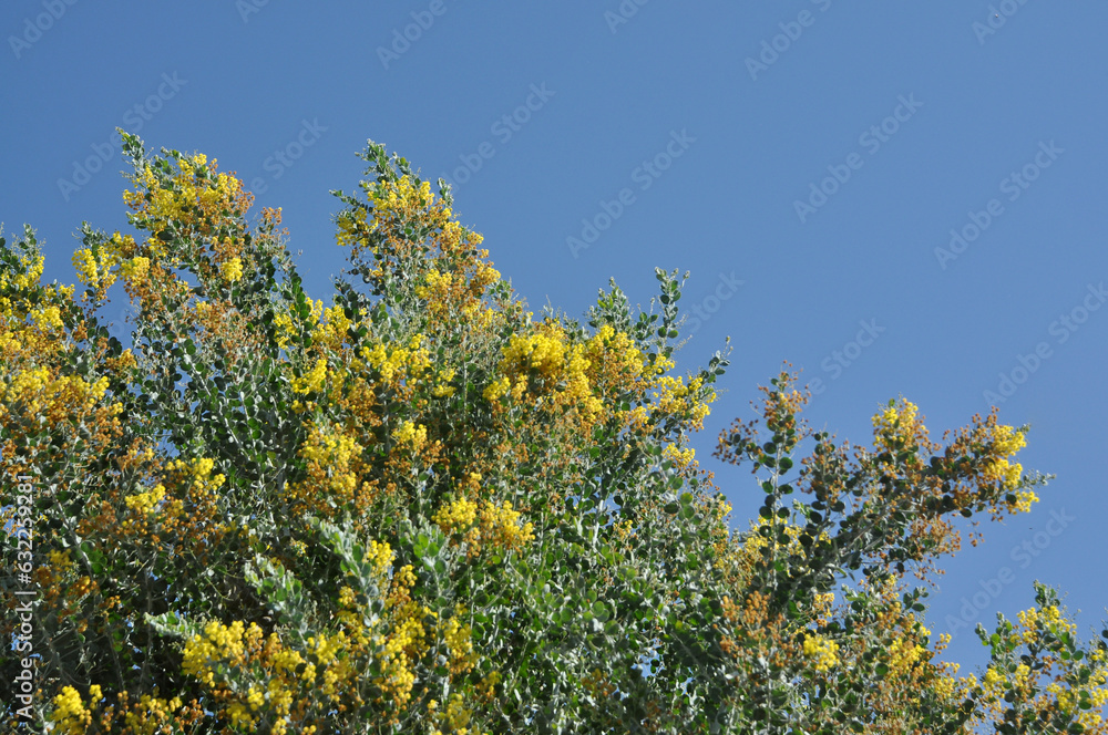 Fototapeta premium planta desabrochada amarela em fundo de céu azul
