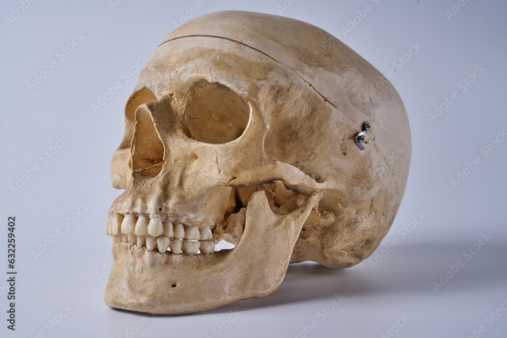 Obraz premium a human skull isolated on a white background