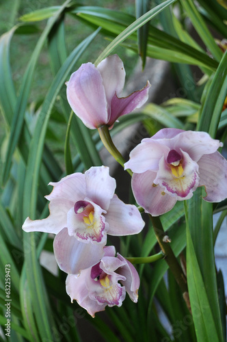 plantas orquideas desabrochadas floridas 