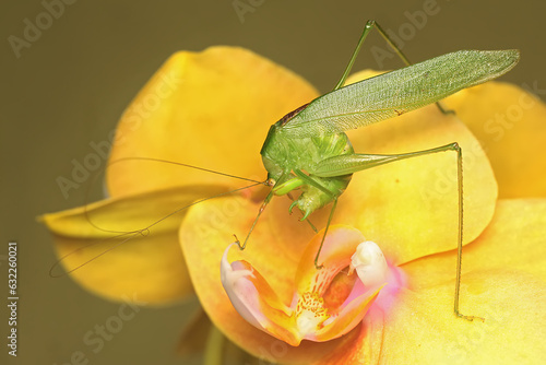 A long-legged grasshopper is foraging on a yellow moth orchid. This insect has the scientific name Mecopoda nipponensis. photo