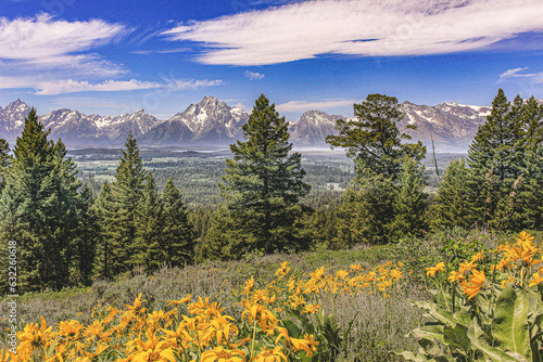 View of Teton Range with yellow wildflowers