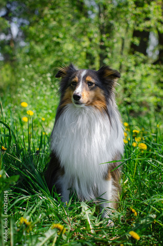Cute tricolor dog sheltie is sitting in forest in green grass and yellow dandelions. Happy shetland sheepdog