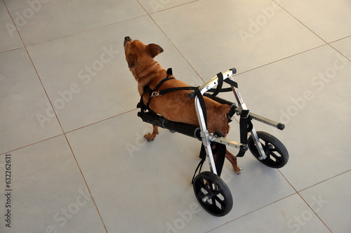 cachorro com problema nas pernas usando  cadeira de rodas adaptado para passeio  photo