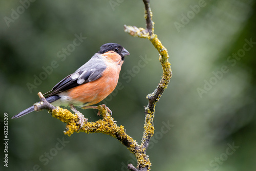 Adult male Eurasian Bullfinch (Pyrrhula pyrrhula) perched on a branch in summer with a natural green foliage background - Yorkshire, UK in August
